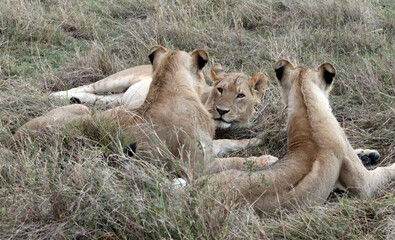 Lionesses lie in the grass