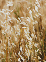 (Avena fatua) Folle avoine aux épillets penchés, fruits caryopses à glumelles, feuilles planes, aigues bord poilu vert foncé sur tiges dressées
