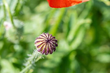 gros plan d'un pistil de coquelicot en forme de c&ocirc;ne stri&eacute;