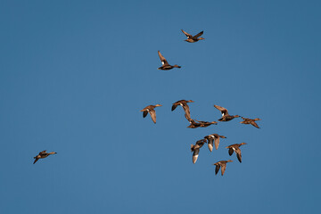 Flock of ducks in flight.