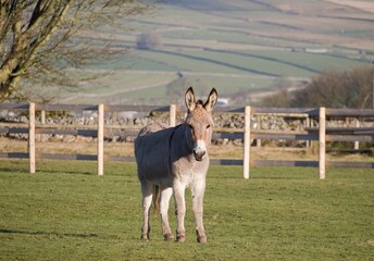 Donkey In The English Countryside