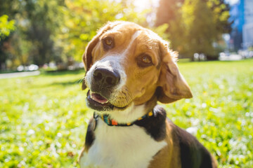 Portrait of cute beagle dog at the park.