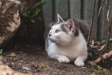 beautiful cute cat taking sun bath at street of old town