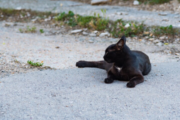 beautiful cute cat taking sun bath at street of old town