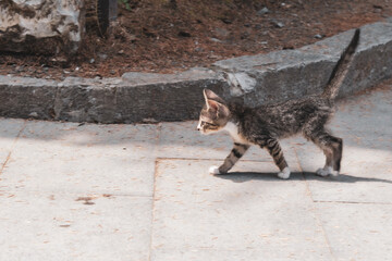 beautiful cute cat taking sun bath at street of old town