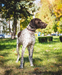 Portrait of cute kurzhaar dog at the park.