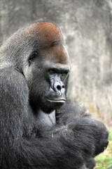 Gorilla at the zoo