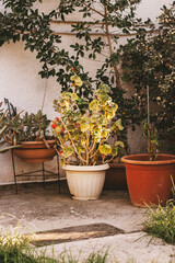 Potted plants having sunbathes. Home exterior decoration.