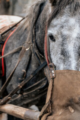 close up of horse