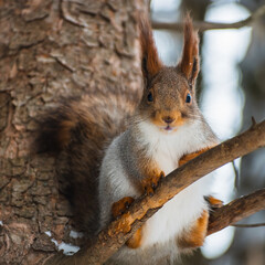 Naklejka na ściany i meble A squirrel in a gray winter coat sits on a tree. Eurasian red squirrel. Sciurus vulgaris.