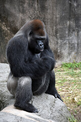 Gorilla at the zoo