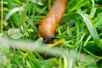 Close-up of an orange-colored slug Arion lusitanicus crawling on wet green grass. An invasive species of slugs, a problem for nature, a pest
