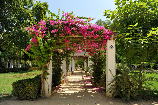 Pergola with bougainvillea in Maria Luisa Park in Seville Andalusia Spain. Seville Gardens