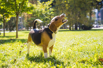 Portrait of cute beagle dog at the park.