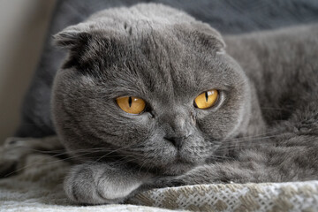 Cute scottish fold grey cat with orange eyes lies on his paws