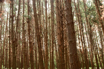 Pine tree plantation with trees growing upright forming a canopy with pine needles covering the ground  