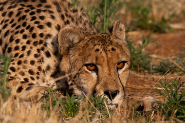 Fototapeta premium Cheetah in the bush in the wild yawning and hunting at dusk 