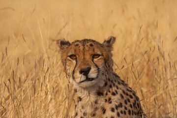 Cheetah in the bush in the wild yawning and hunting at dusk 