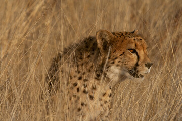 Cheetah in the bush in the wild yawning and hunting at dusk 