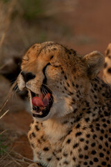 Cheetah in the bush in the wild yawning and hunting at dusk 