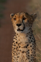 Cheetah in the bush in the wild yawning and hunting at dusk 