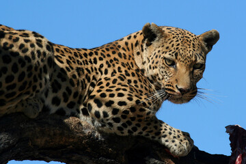 Spotted leopard sitting in a tree while eating raw meat