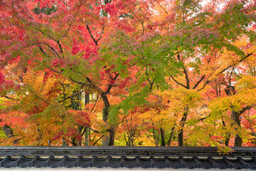 Colorful tree in the forest over the japanese roof