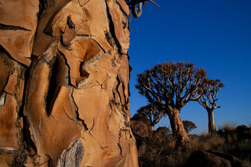 Sunset Quiver tree in the Quiver tree forest over a stony landscape in Keetmans hoop in Namibia