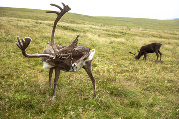 The Cairngorm Reindeer Herd is free-ranging herd of reindeer in the Cairngorm mountains in Scotland. - 475891178