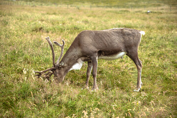 The Cairngorm Reindeer Herd is free-ranging herd of reindeer in the Cairngorm mountains in Scotland. - 475891180