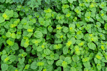 Green leave pattern texture as background