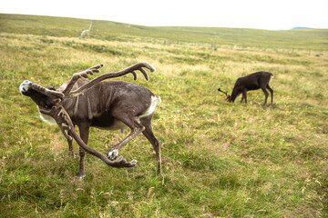 The Cairngorm Reindeer Herd is free-ranging herd of reindeer in the Cairngorm mountains in Scotland. - 475891316