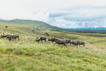 The Cairngorm Reindeer Herd is free-ranging herd of reindeer in the Cairngorm mountains in Scotland. - 475891331