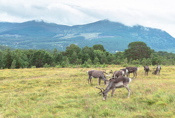 The Cairngorm Reindeer Herd is free-ranging herd of reindeer in the Cairngorm mountains in Scotland. - 475891350