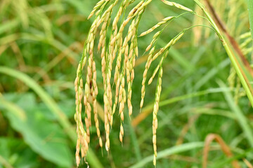 closeup the bunch ripe yellow green paddy plant growing with grain in the farm over out of focus green brown background.