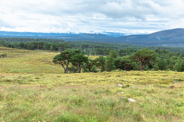 The Cairngorm Reindeer Herd is free-ranging herd of reindeer in the Cairngorm mountains in Scotland. - 475891370