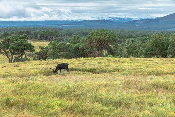 The Cairngorm Reindeer Herd is free-ranging herd of reindeer in the Cairngorm mountains in Scotland. - 475891388