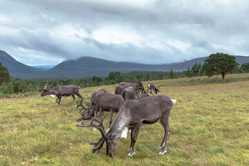 The Cairngorm Reindeer Herd is free-ranging herd of reindeer in the Cairngorm mountains in Scotland. - 475891520