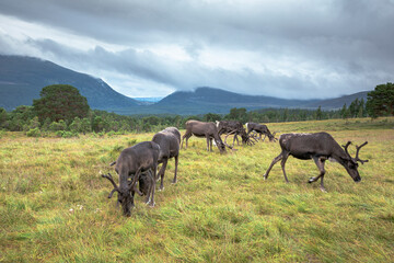 The Cairngorm Reindeer Herd is free-ranging herd of reindeer in the Cairngorm mountains in Scotland. - 475891538