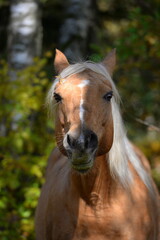 Schönes Pferd im Herbstwald