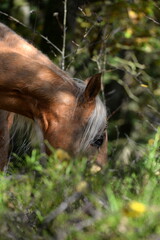 Schönes Pferd im Herbstwald