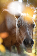 Schönes Pferd im Herbstwald