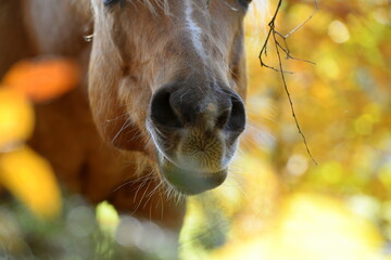 Schönes Pferd im Herbstwald