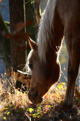 Naklejka na ściany i meble Schönes Pferd im Herbstwald