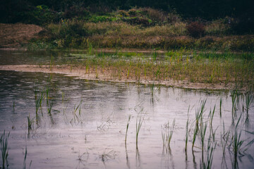rainy weather, shallow old abandoned quarry pond with some reeds and green grass in background