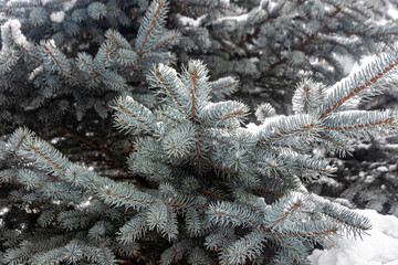 Coniferous branches of blue spruce in the winter city park