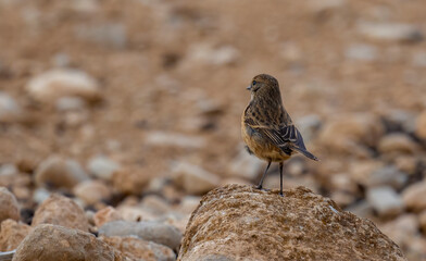 Siberian Stonechat bird on rock stone ( Saxicola maurus )