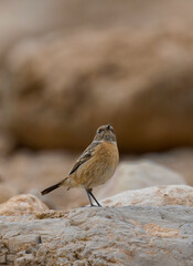 Siberian Stonechat bird on rock stone ( Saxicola maurus )