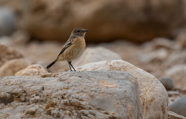 Siberian Stonechat bird on rock stone ( Saxicola maurus )