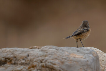 Siberian Stonechat bird on rock stone ( Saxicola maurus )